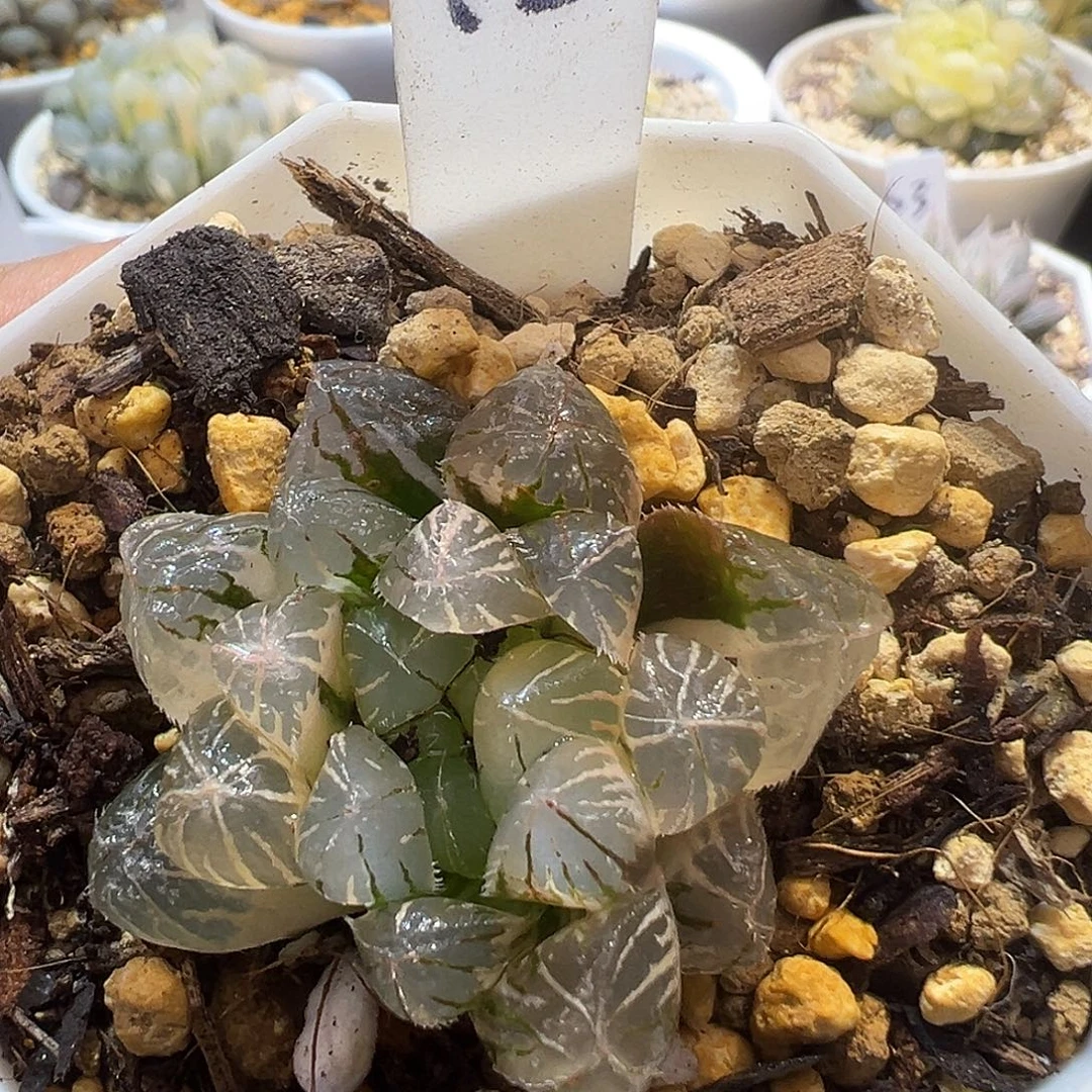 45号蓝镜玉露锦特选福利