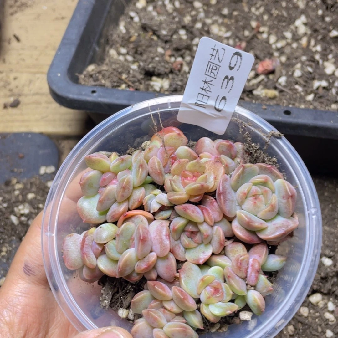 多肉植物多肉植物639