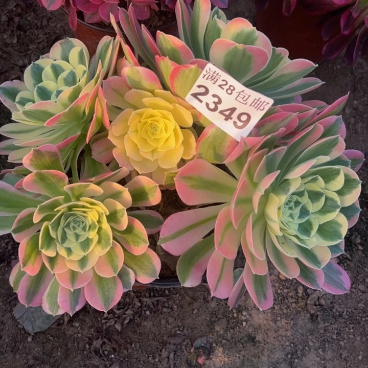 2349白凤有断枝多肉不包损