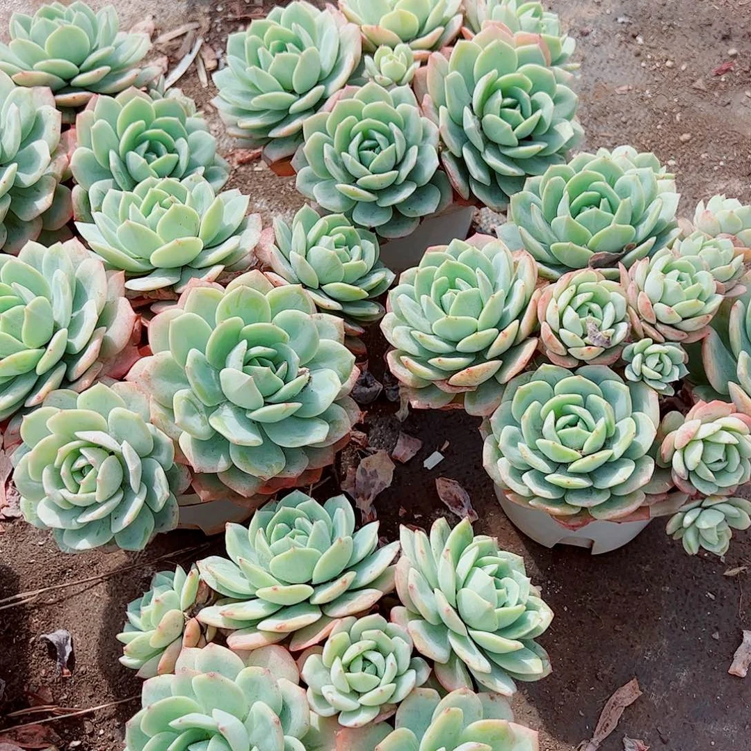 果冻恋曲多头造型精品