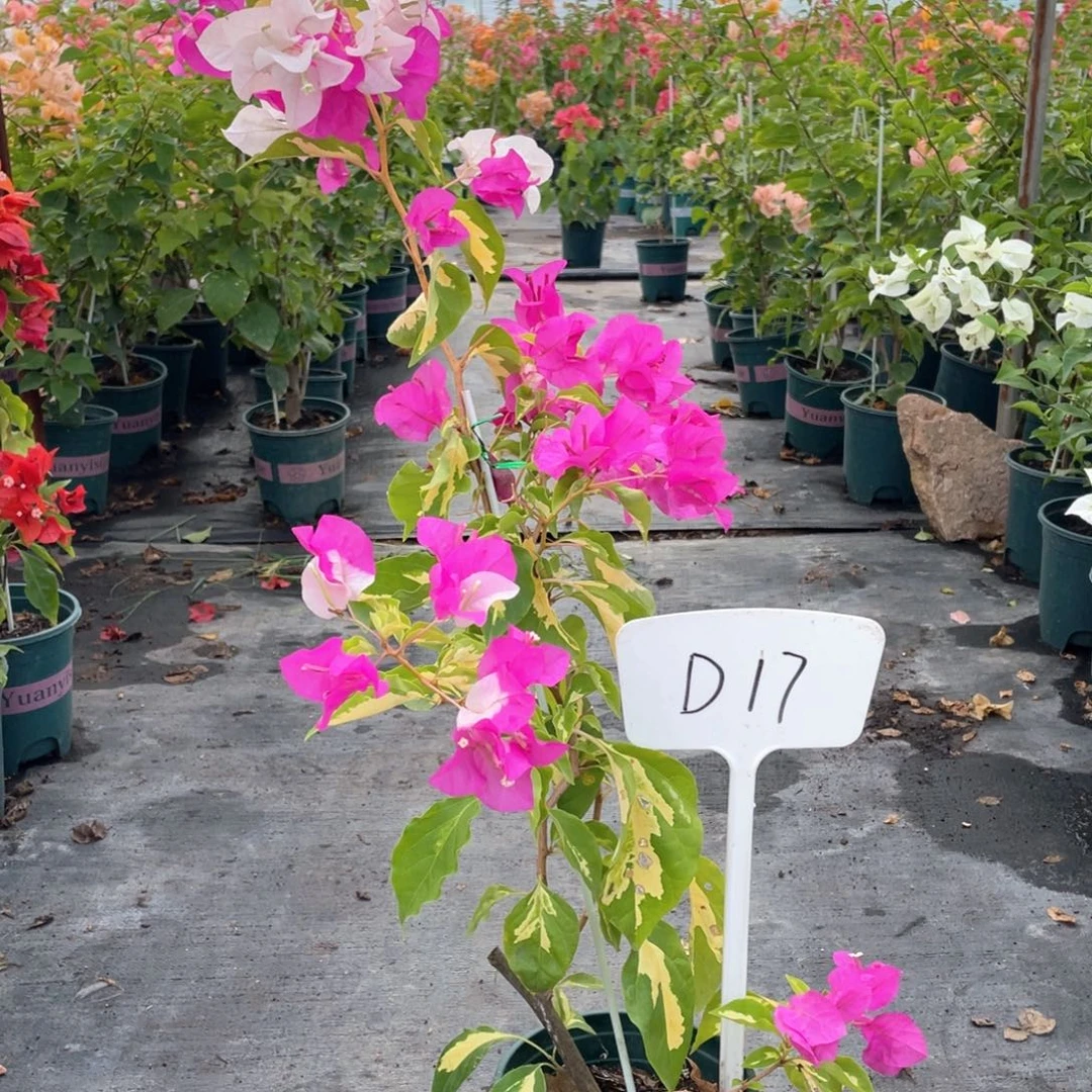 幸***福大量花朵（建议范围：8朵-15朵 或40%以上）金心双色D17