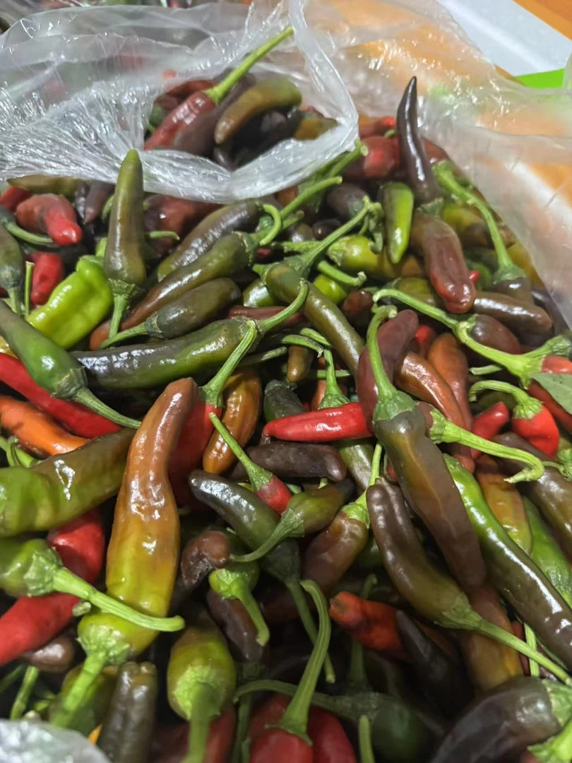 章树红青辣椒3斤5斤