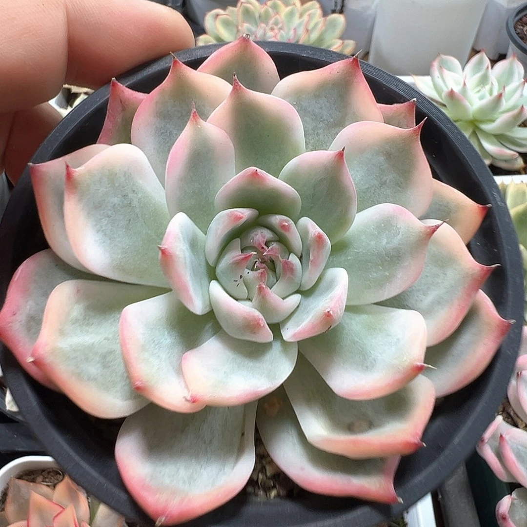 吉娃娃锦 小方花圃一物一拍