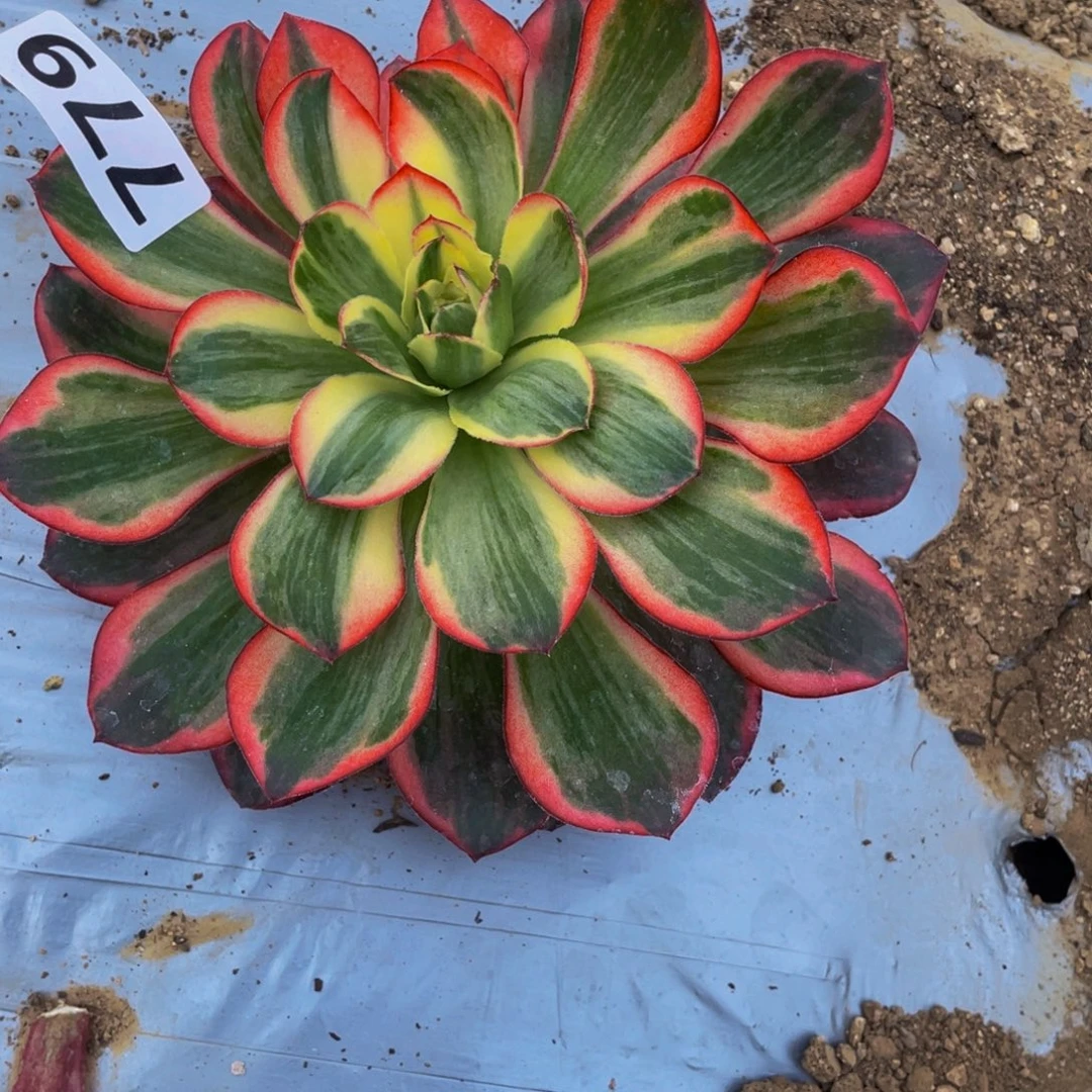 小***皮779美金奶白锦多肉