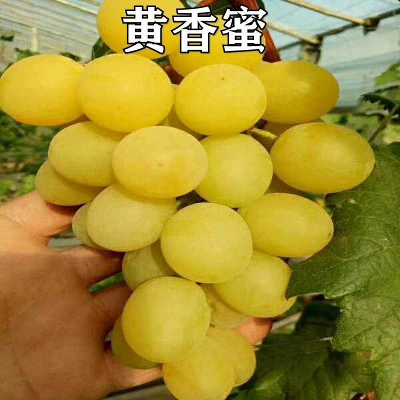 新品种黄蜜葡萄树苗爬藤果树苗南方北方种植黄香蜜葡萄苗当年结果