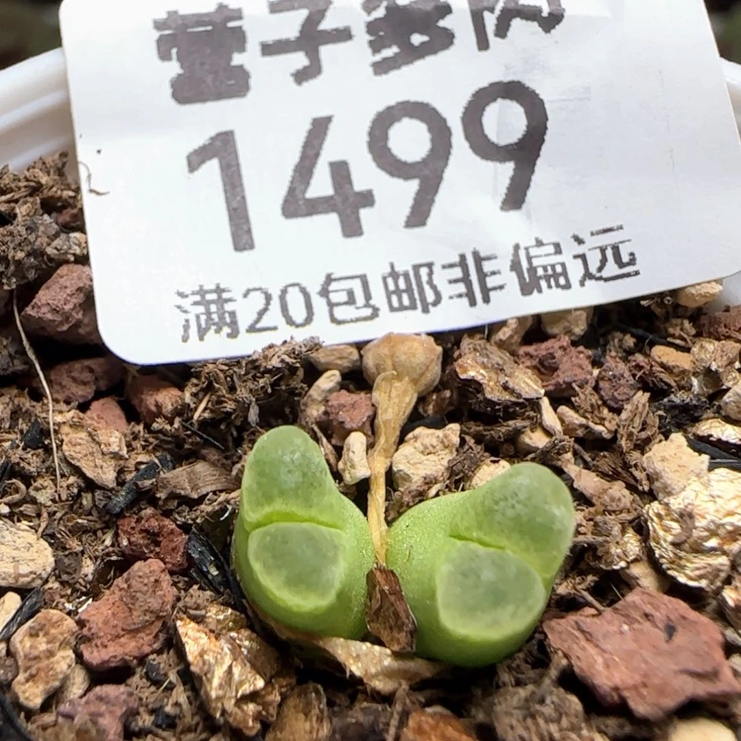 带盆土。 发货。