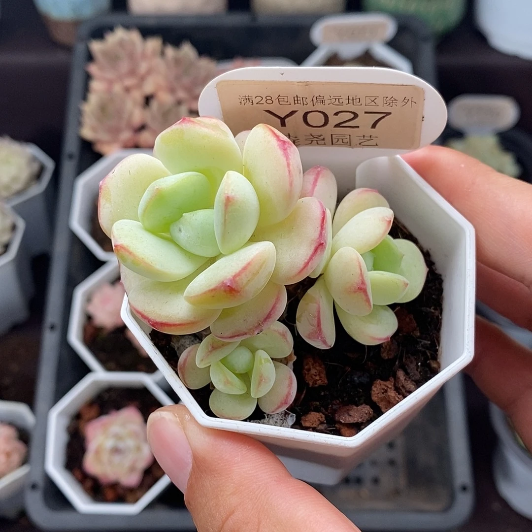 0027 香草群 5.5cm