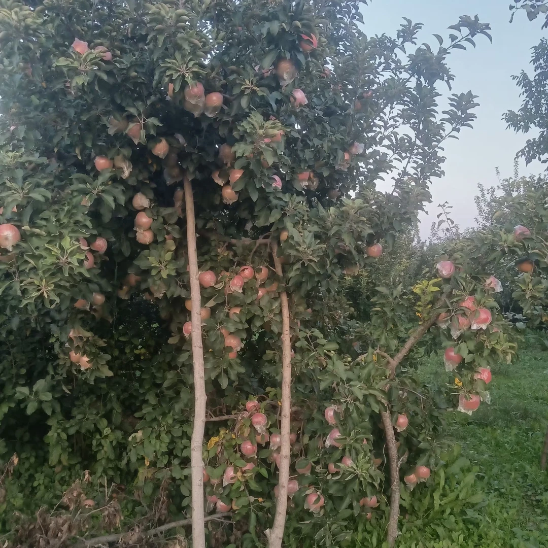 平安夜到了，红富士优惠供应新老明友！