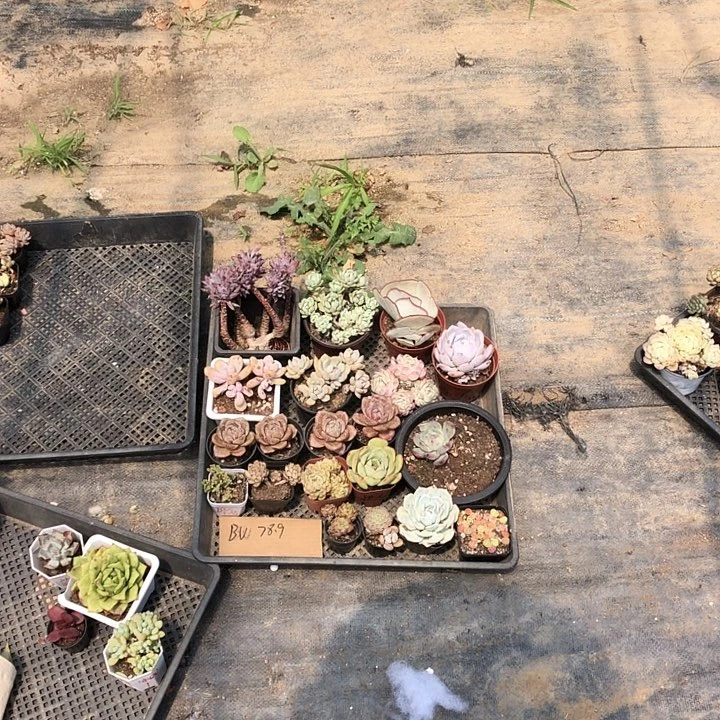By多肉植物。山东临沂