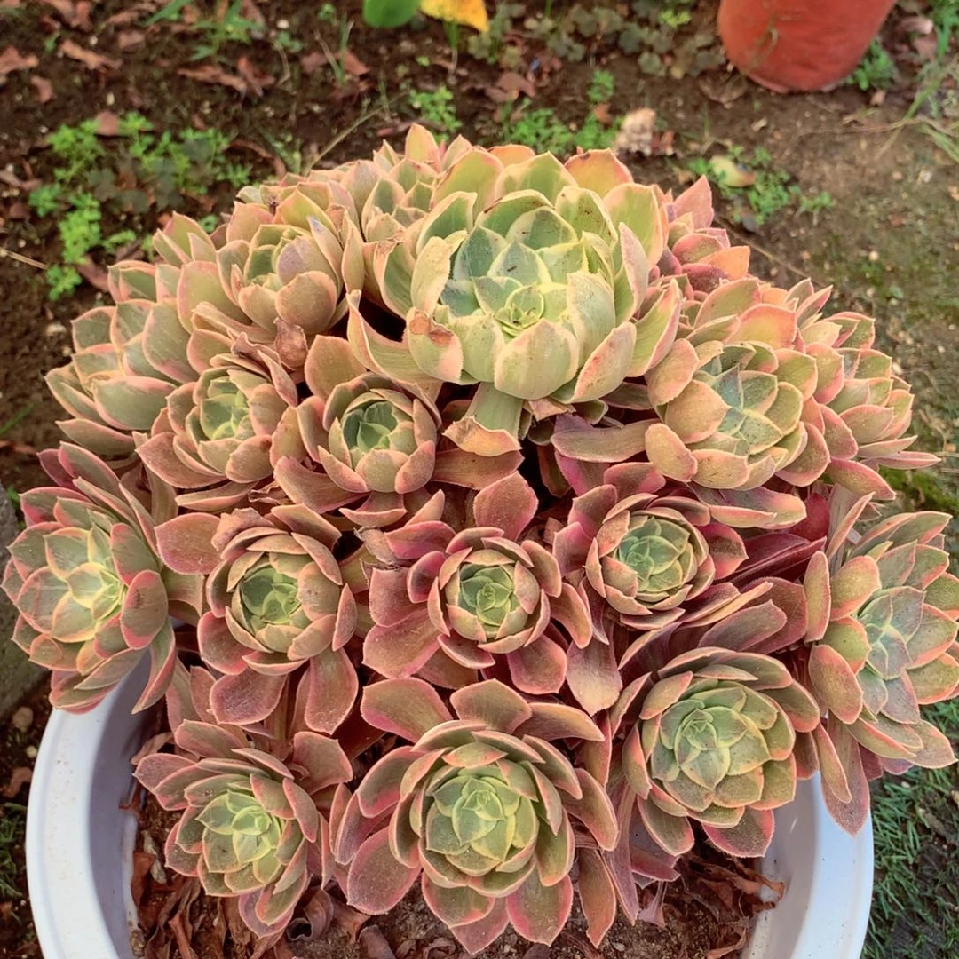 浣纱捧花，两颗包邮