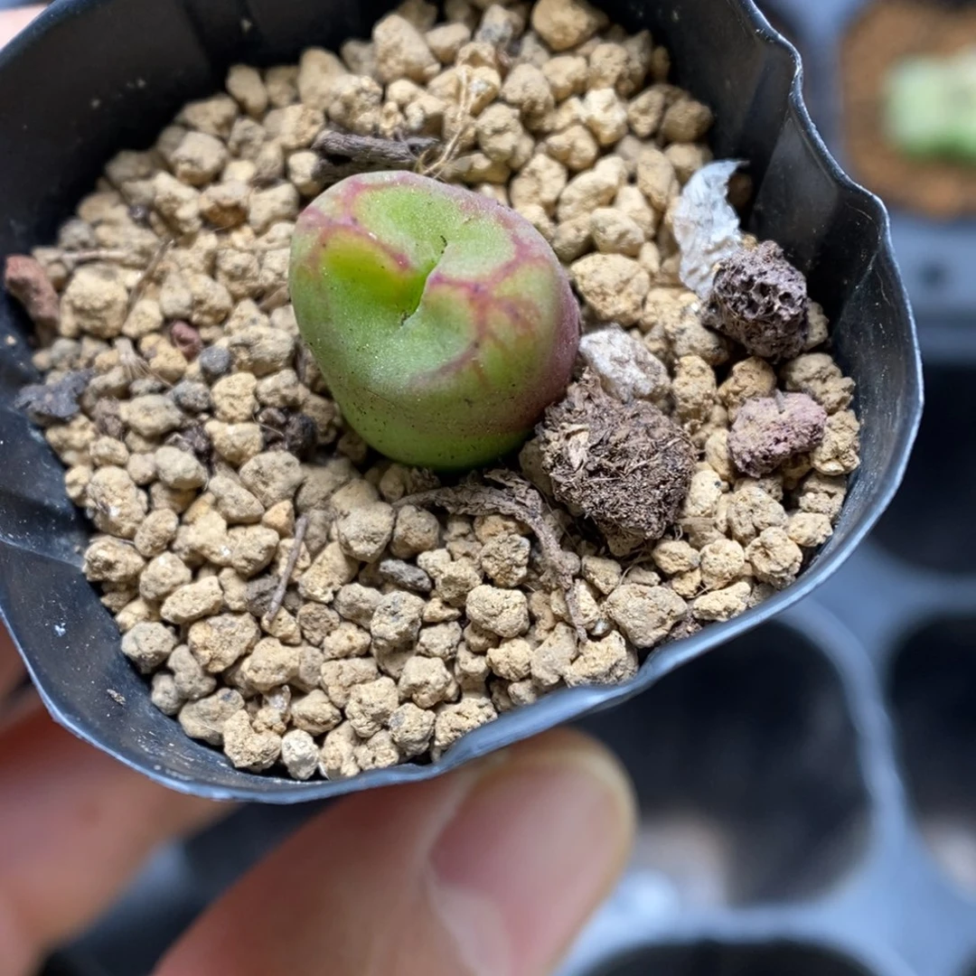 多肉植物肉锥杂交K-3343