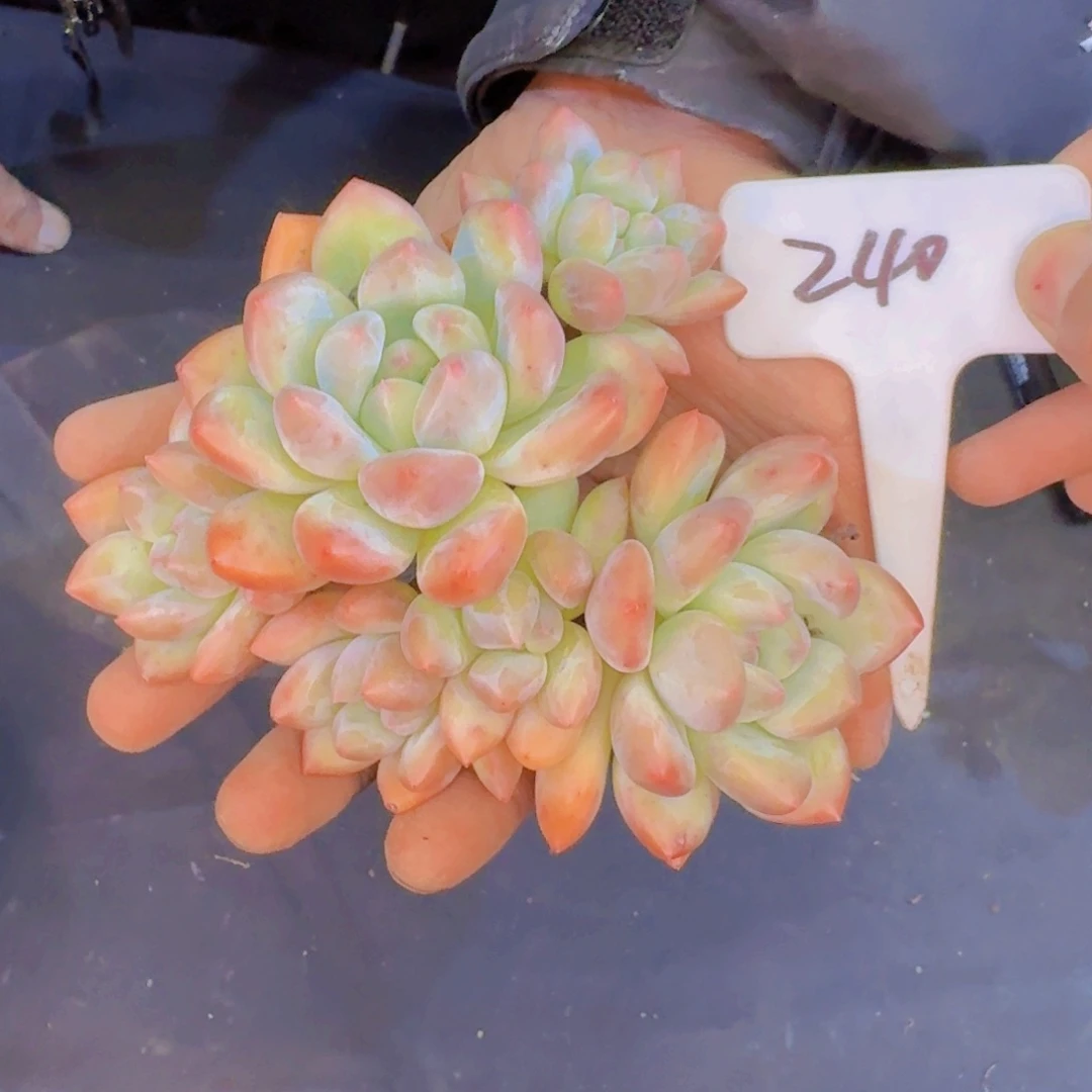 多肉植物和植物等