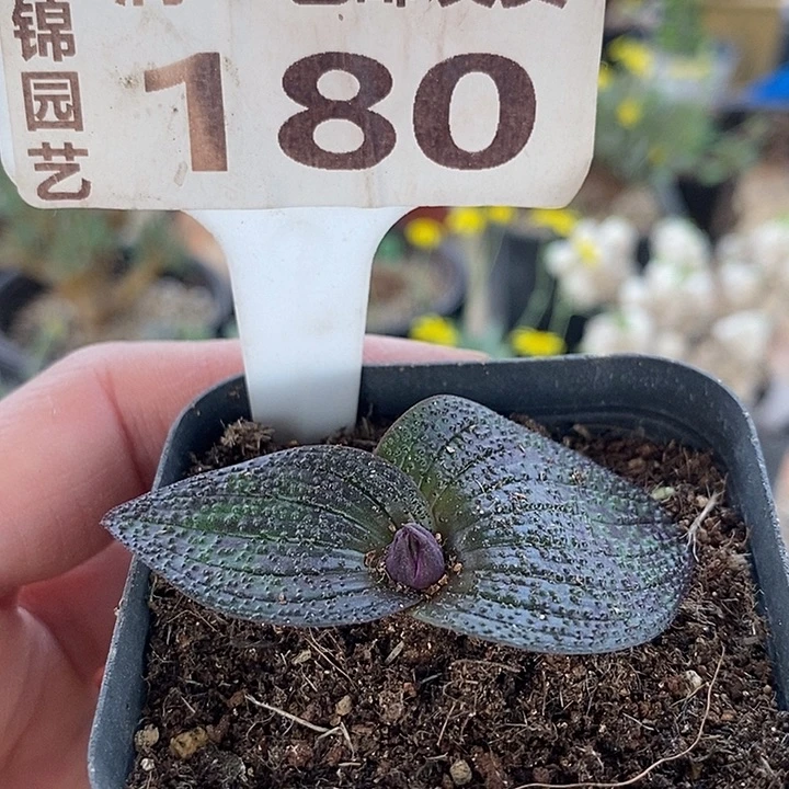 180紫镜一一一一一一一