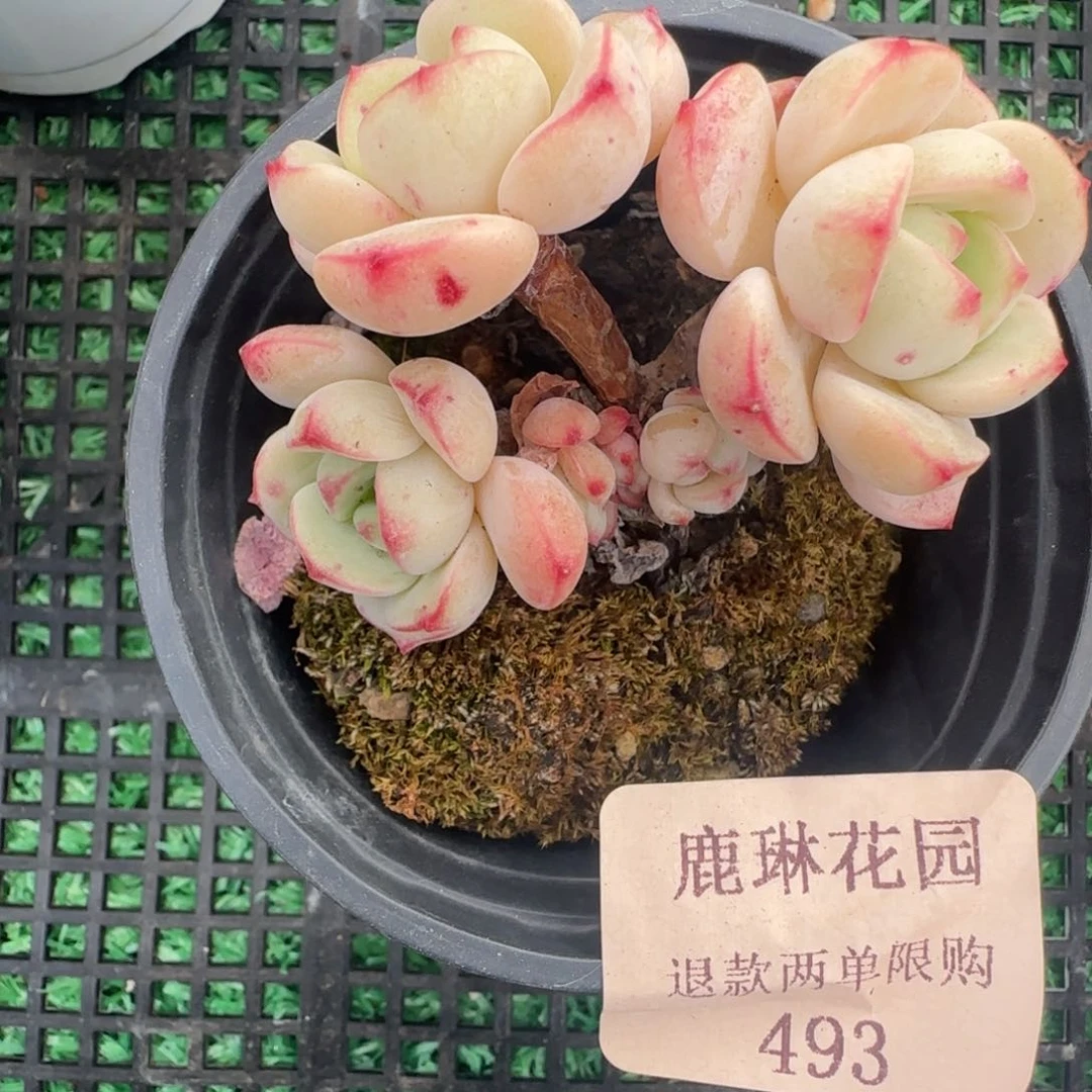 多肉很小看清楚下单拒绝非品质售后493