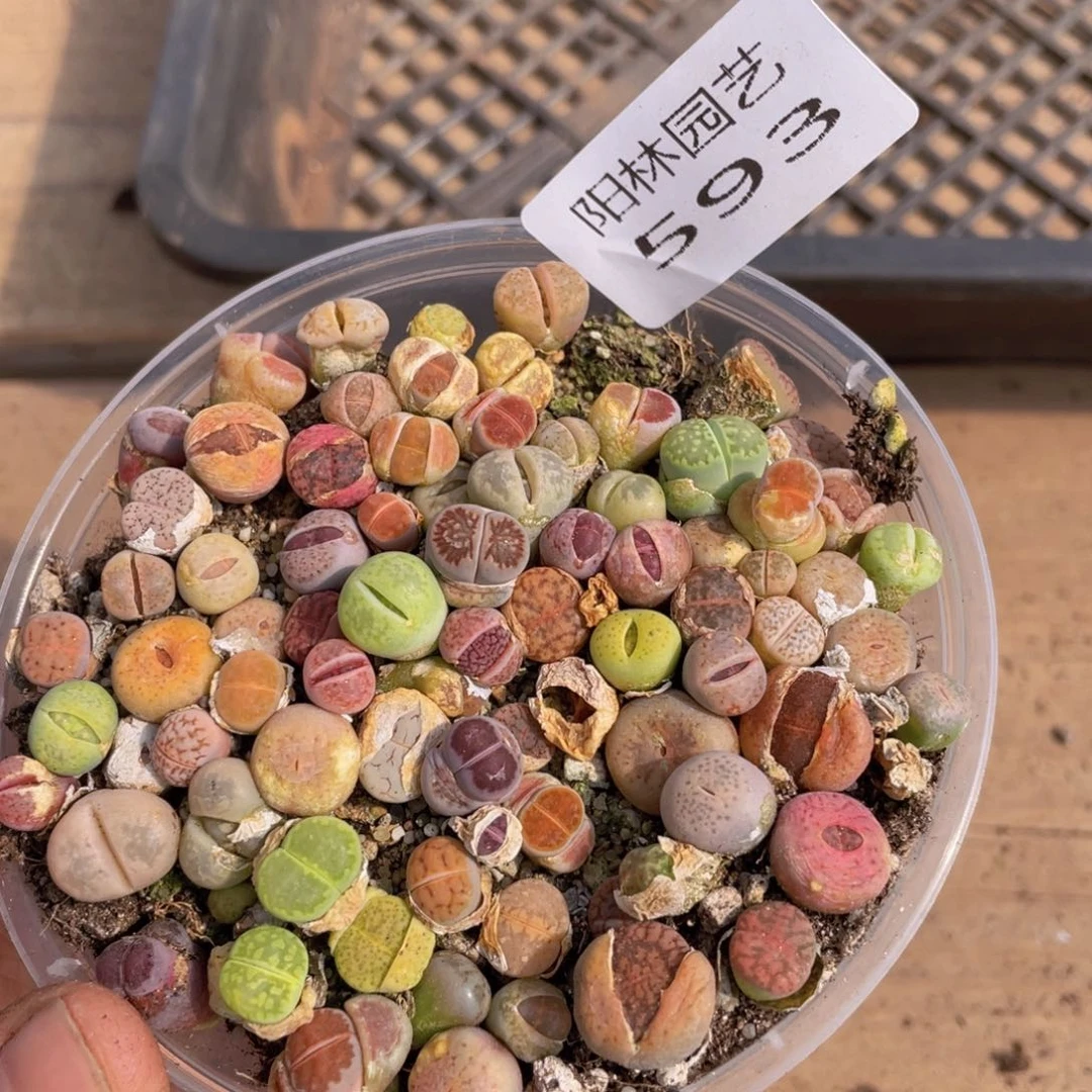 多肉植物多肉植物593