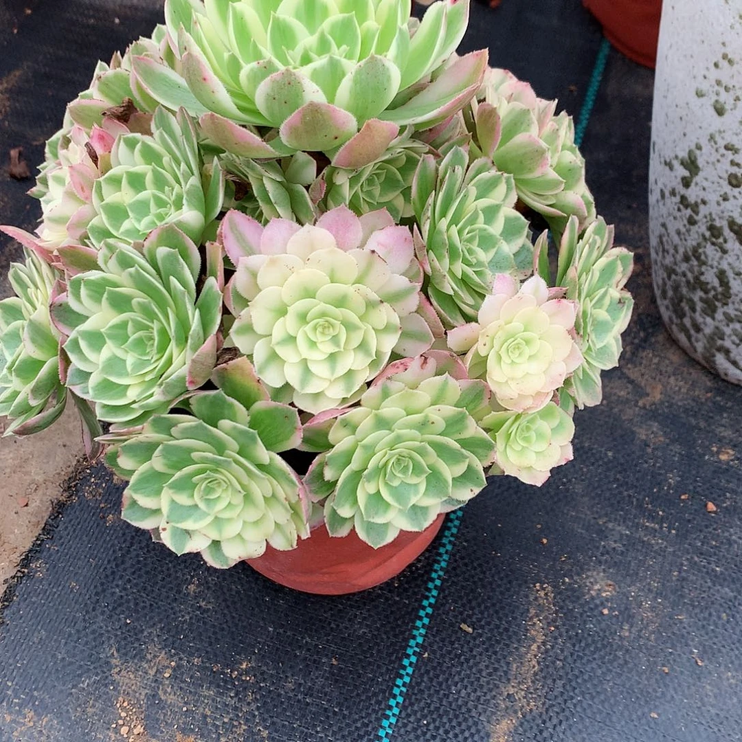 完全开放法师图片植物多肉