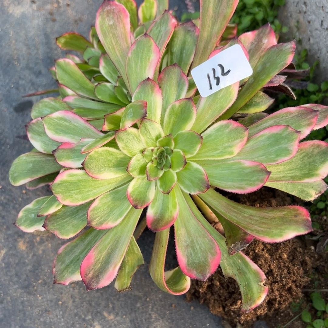 132烟花坠多肉植物