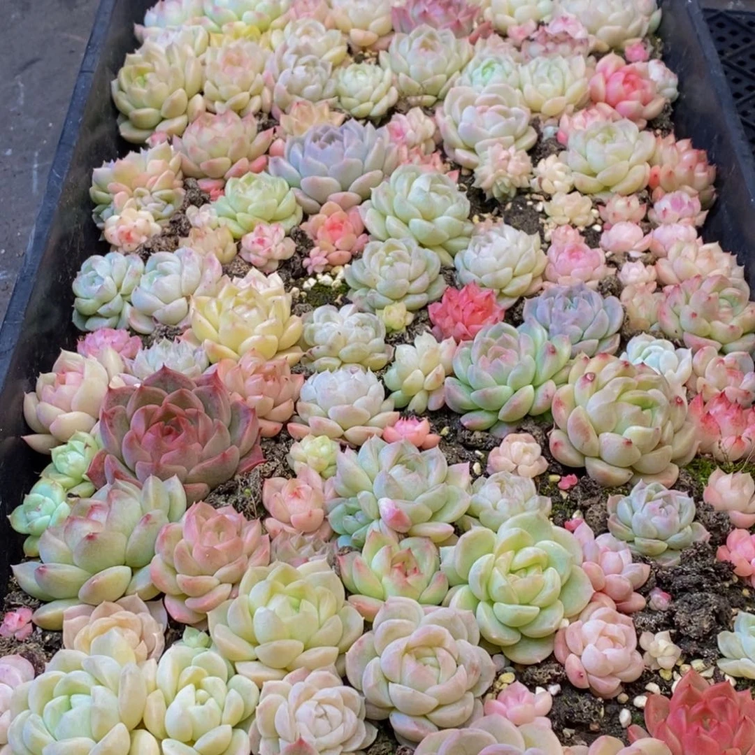 356多肉植物保护研究所所长助理