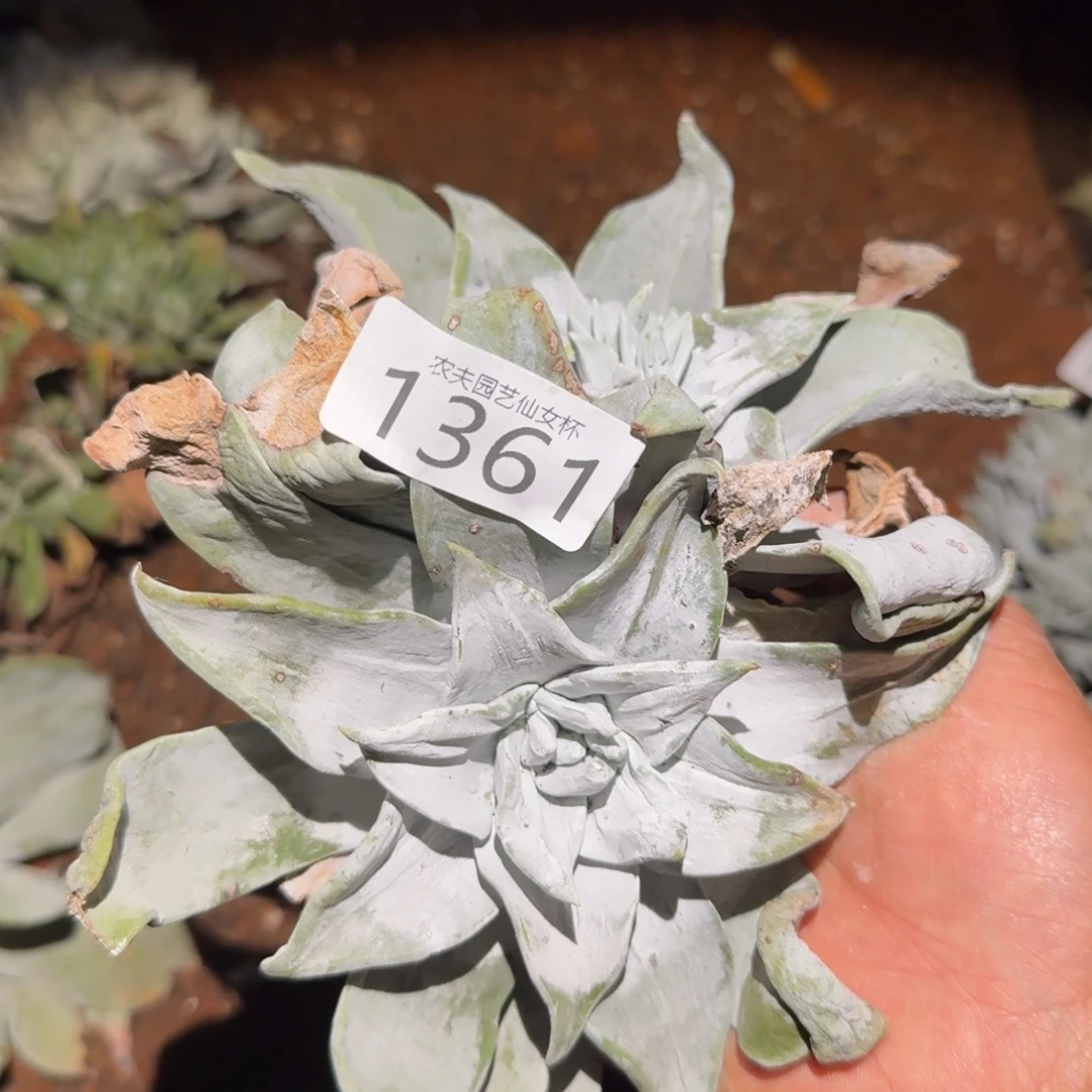 3代杂交仙女杯多肉福利处理瑕疵