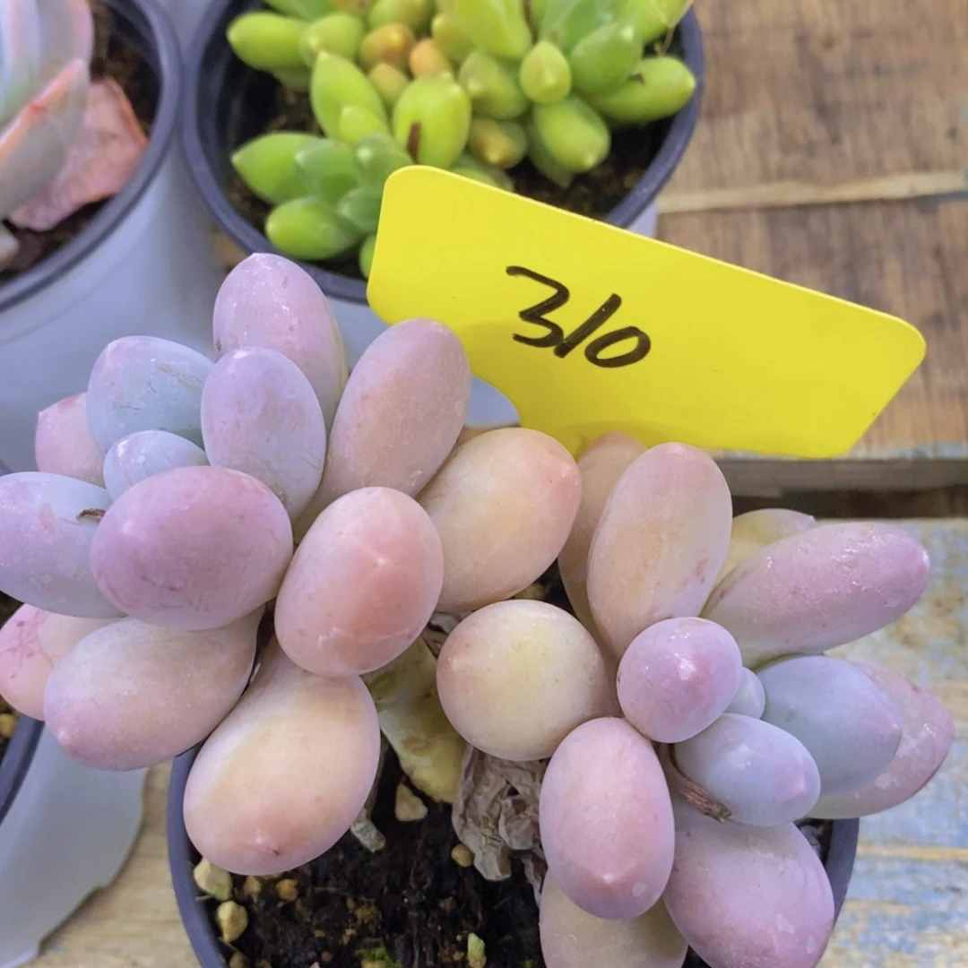 多肉植物，一图一拍，专场
