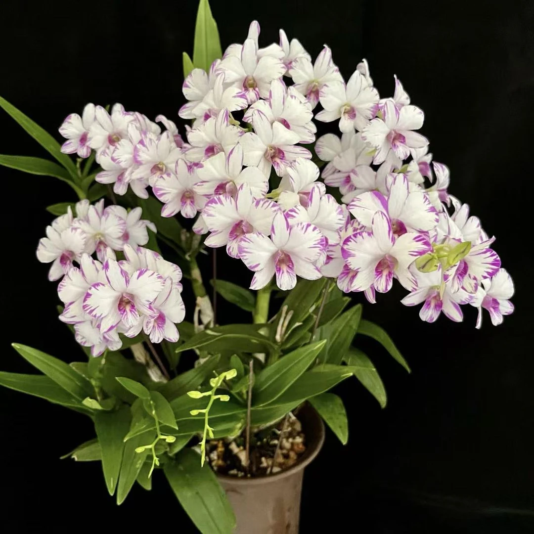 泼墨石斛兰盆栽花卉花期长易爆花室内阳台美观易养护发货快