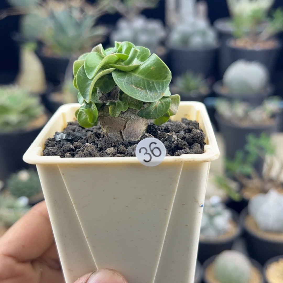 巍***~卡汉羊角一物一拍