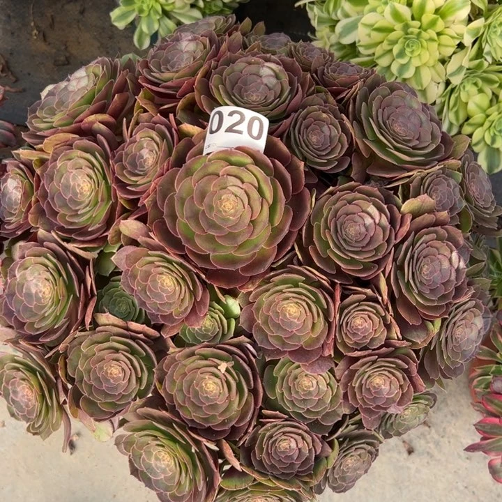 020沙拉碗40厘米左右多肉