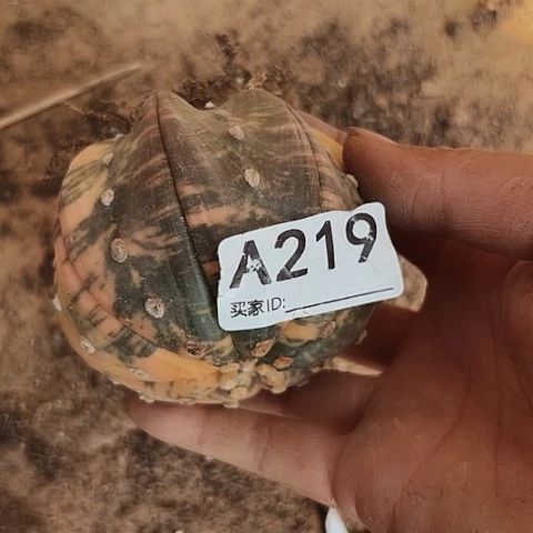 完全开放219兜锦木心根