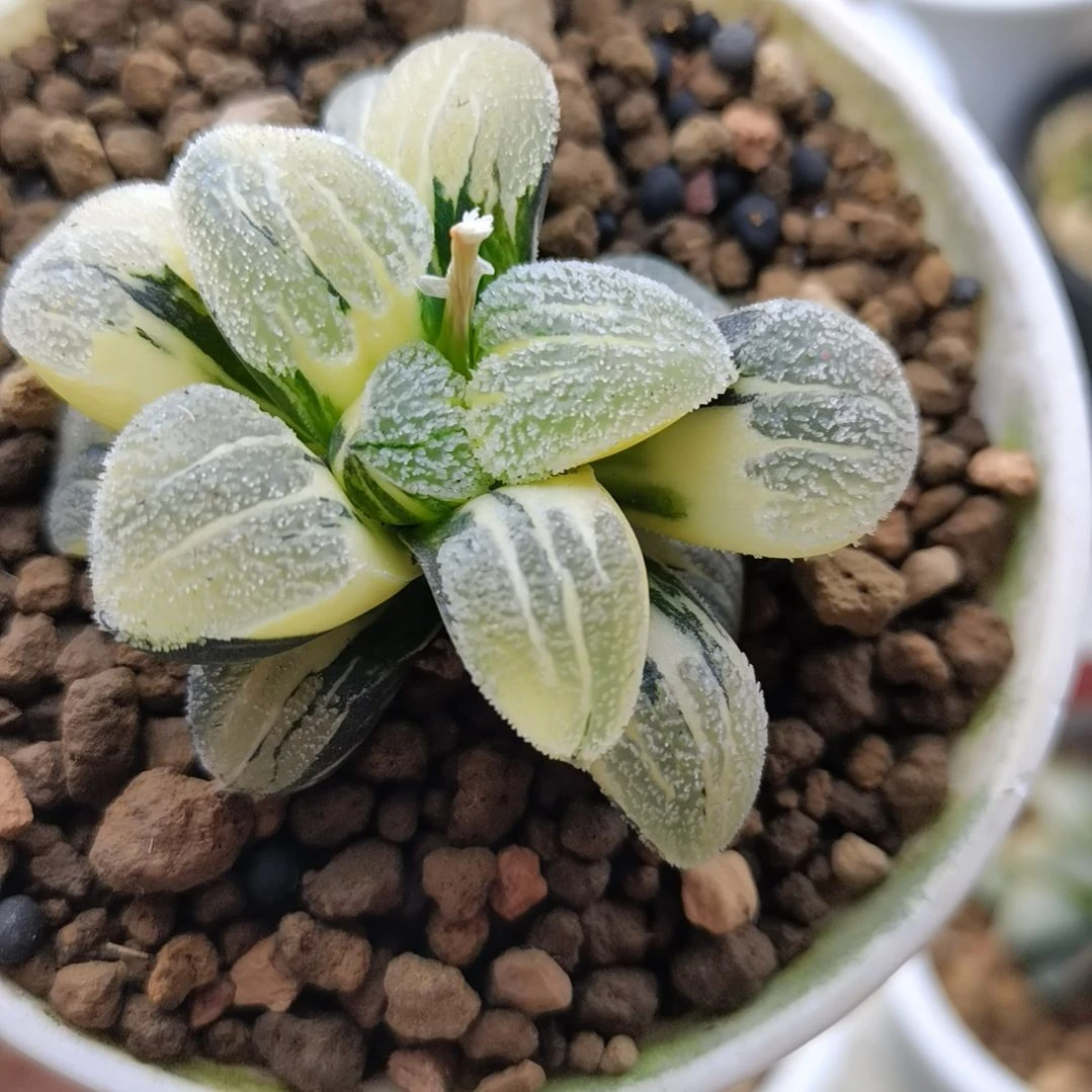 281号雪之礼极上斑完美锦一物一拍带盆土发货