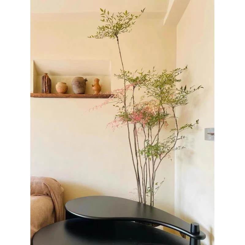 【南天竹】室内大型南天竹盆栽绿植造型植物适合客厅办公室庭院