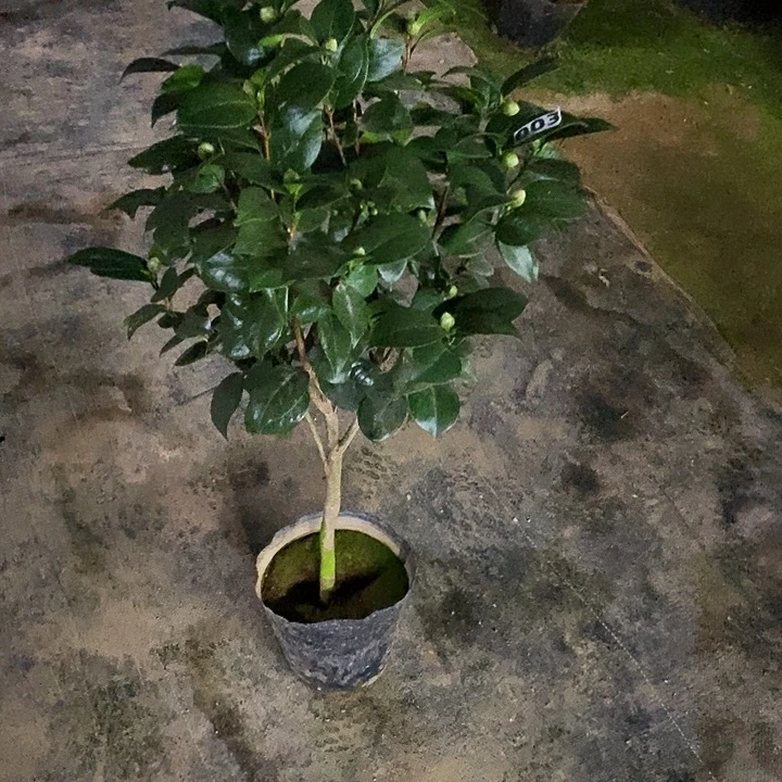无花朵十八学士。  003。