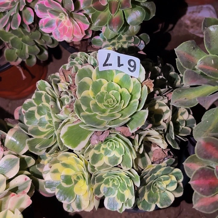 617辛尼亚多肉植物不售后处理