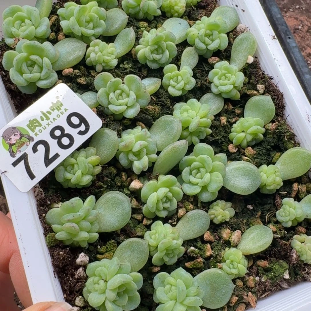 昙***花多肉植物多肉植物