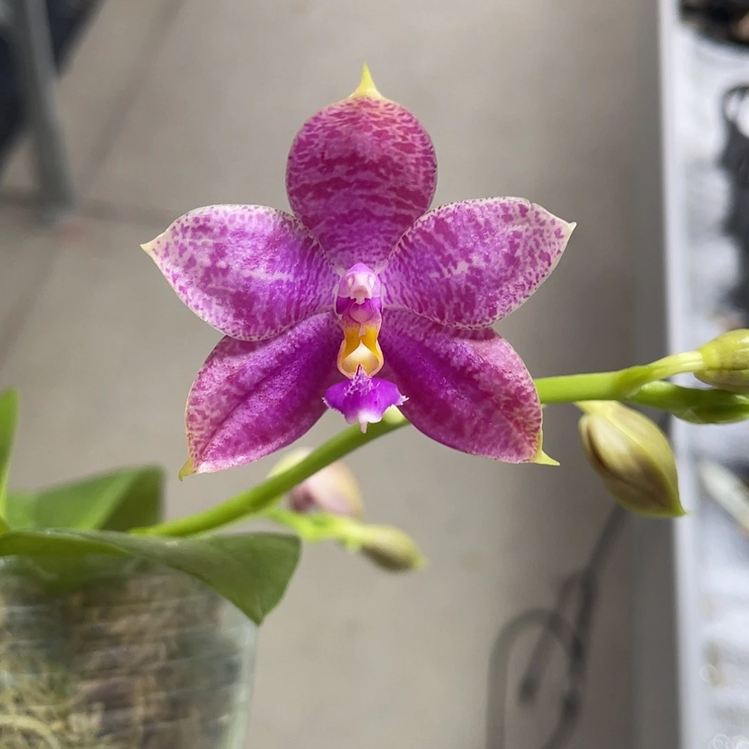 完全开放粉星 开花株 542号