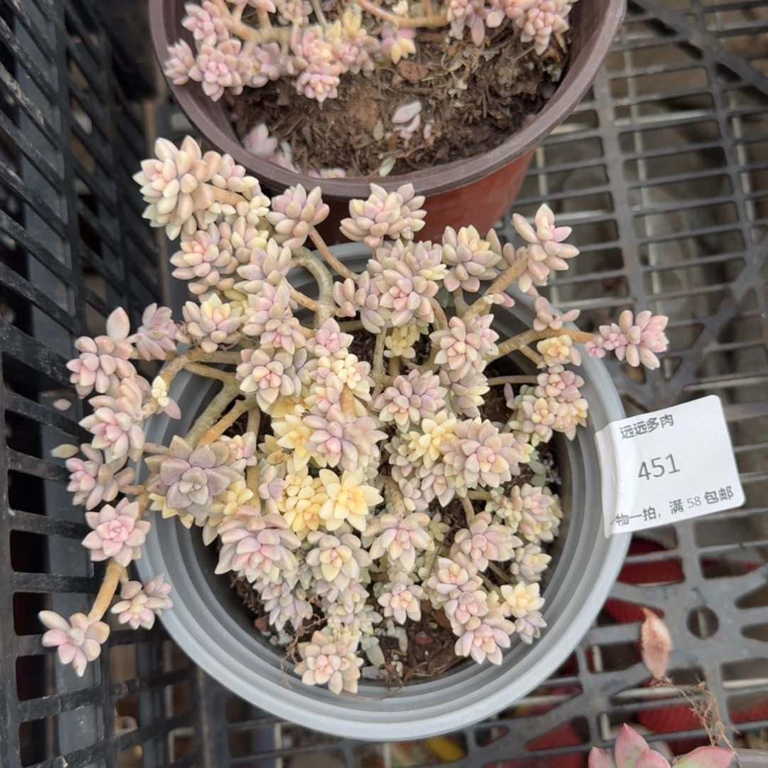 451姬秋丽锦肉肉肉肉肉