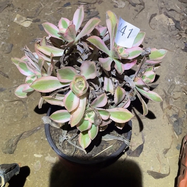 多肉植物法师441燕姿锦