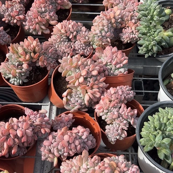 玛瑙缀化多肉植物精品