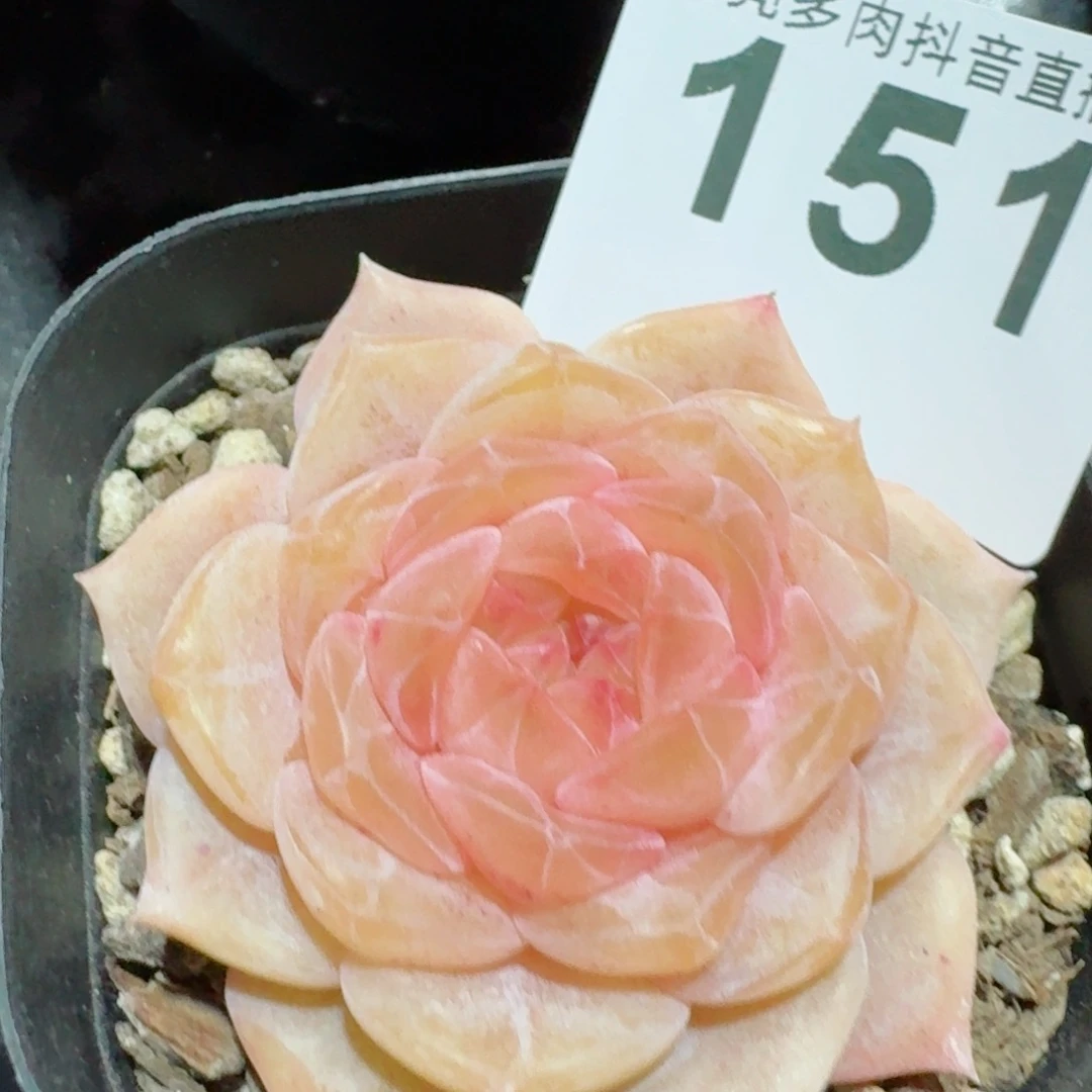 於*孤品珍妮       多肉植物