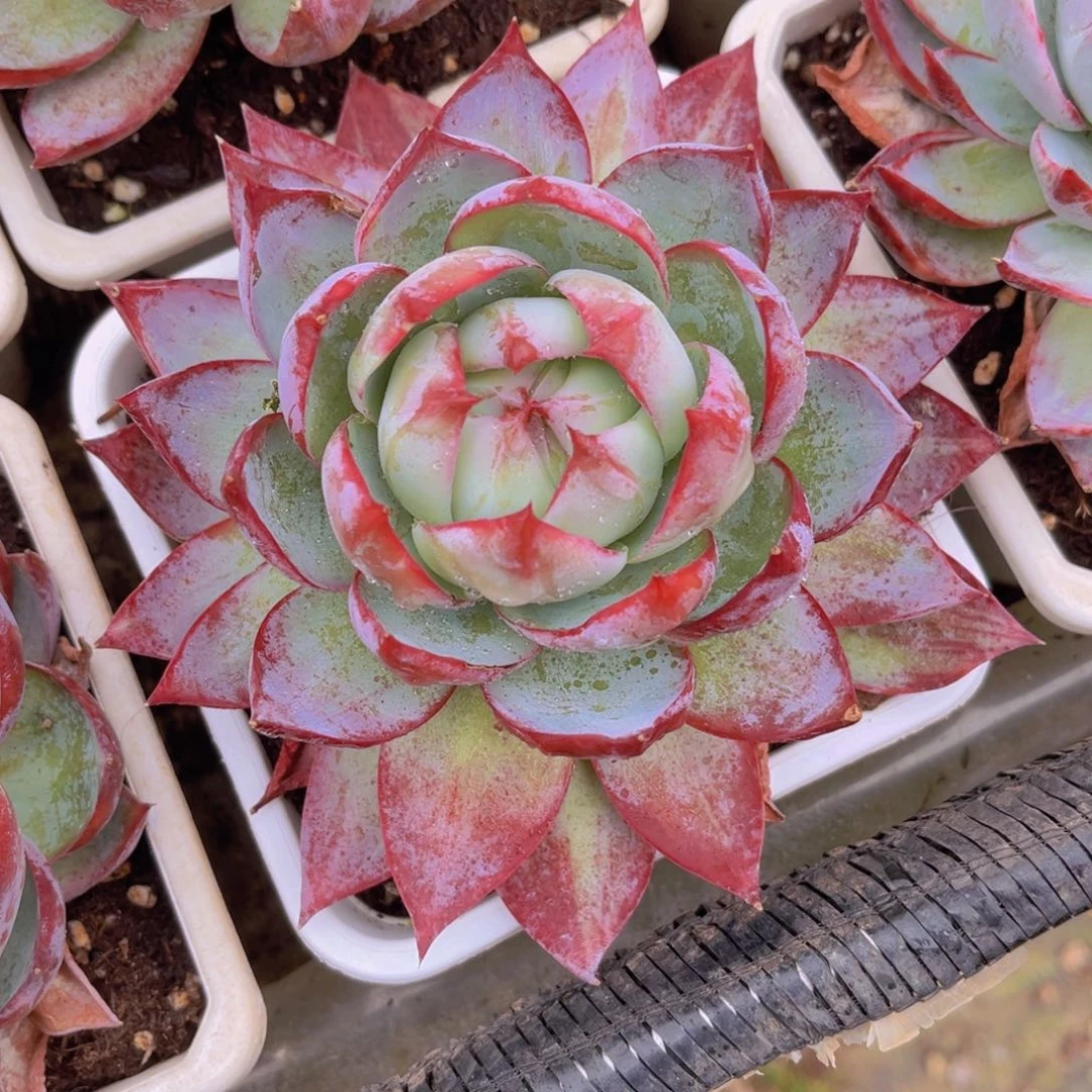 惊鸿14公分999999999