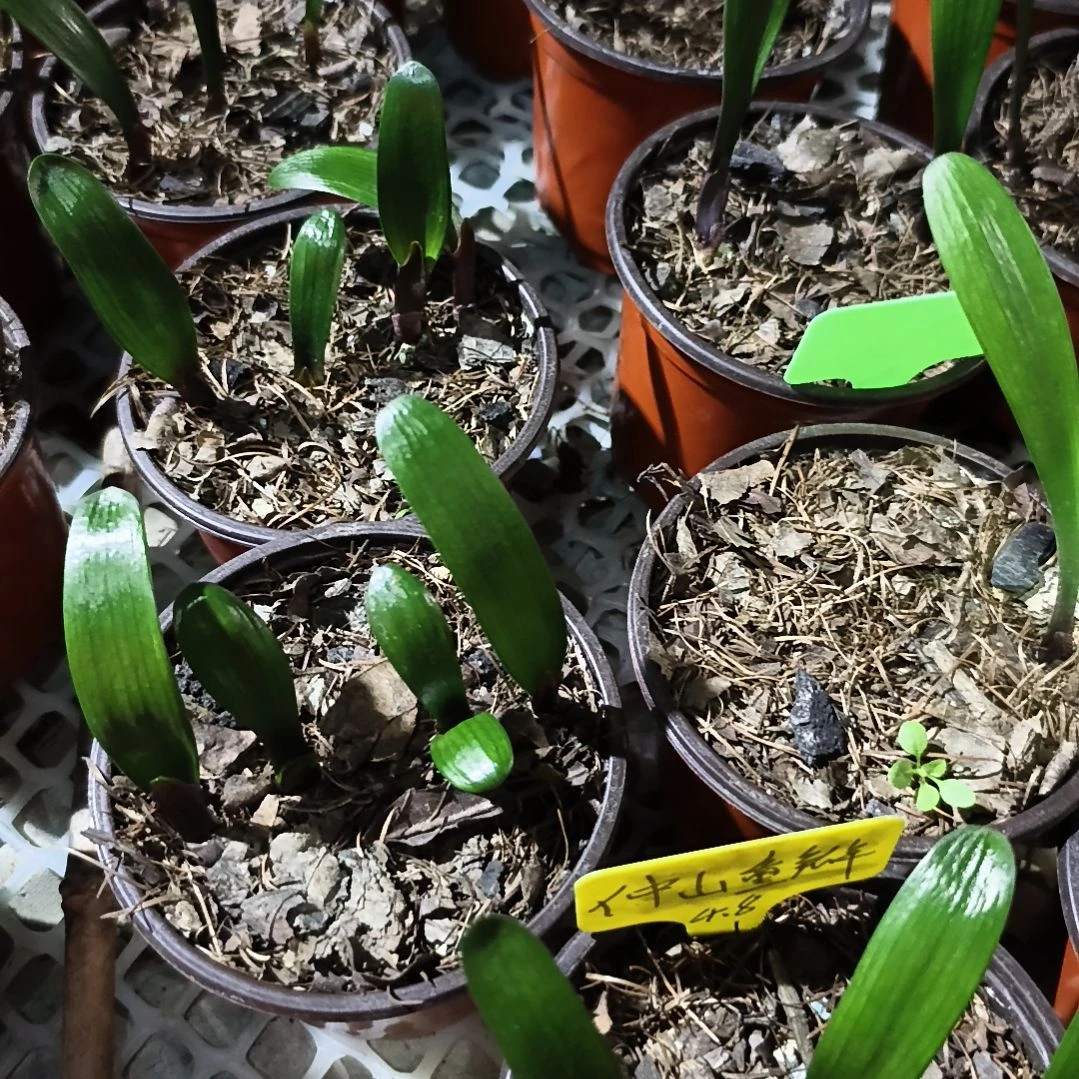 大***9完全开放仲山重瓣牡丹苗一颗