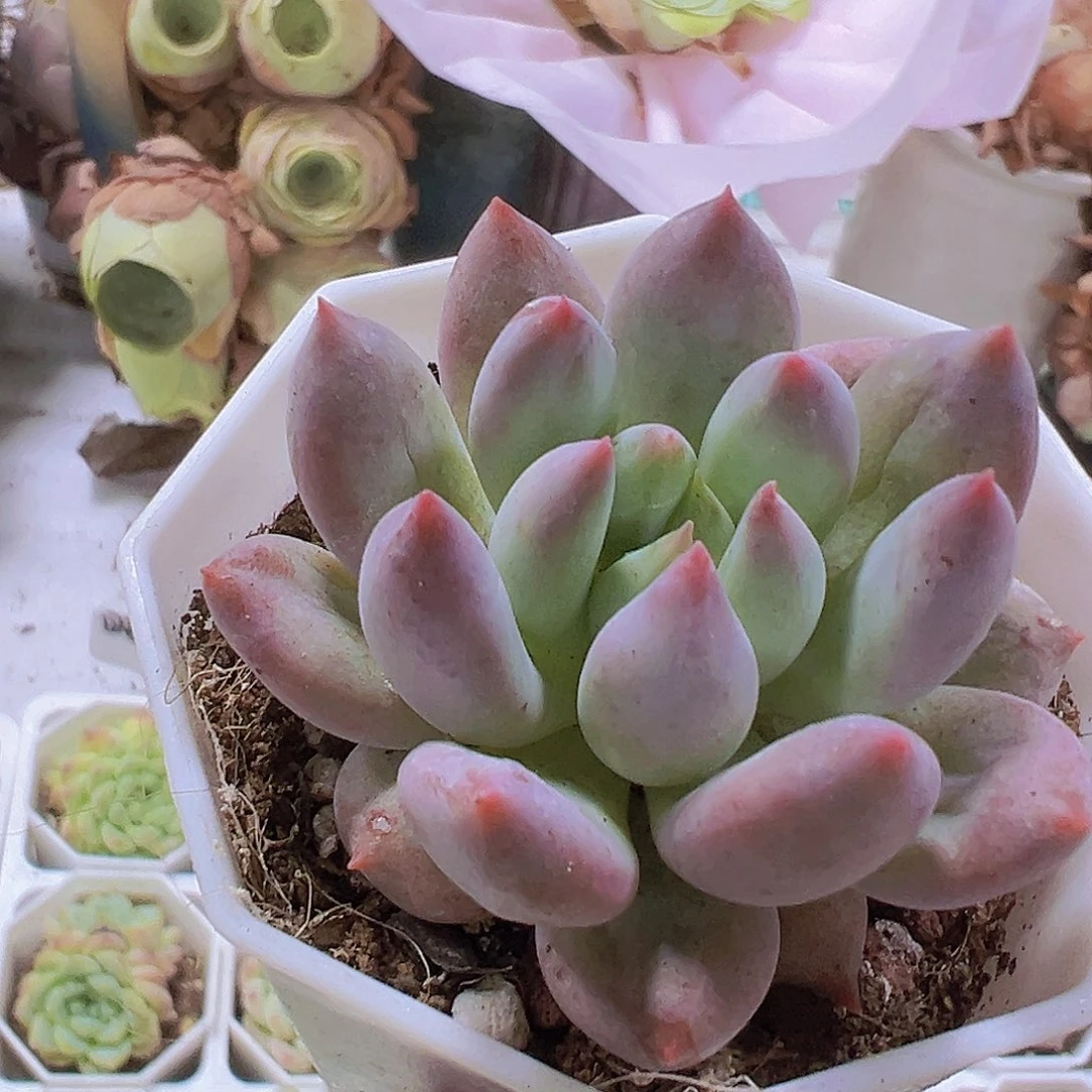 所罗门带盆带土多肉