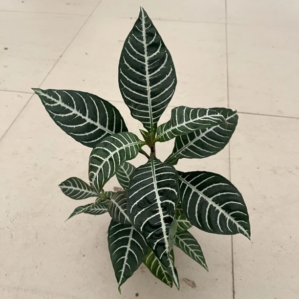 黄金宝塔盆栽室内绿植多年生四季常绿吸甲醛   延