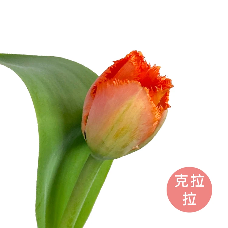 【源头一手价】方德克拉拉郁金香一把（10支） 云南基地鲜花   家养