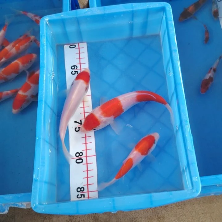 海水顺丰包邮开箱包活1