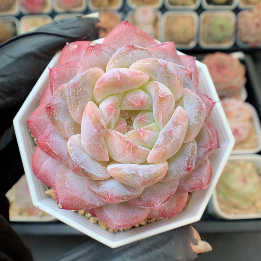 多肉植物。 糖心56