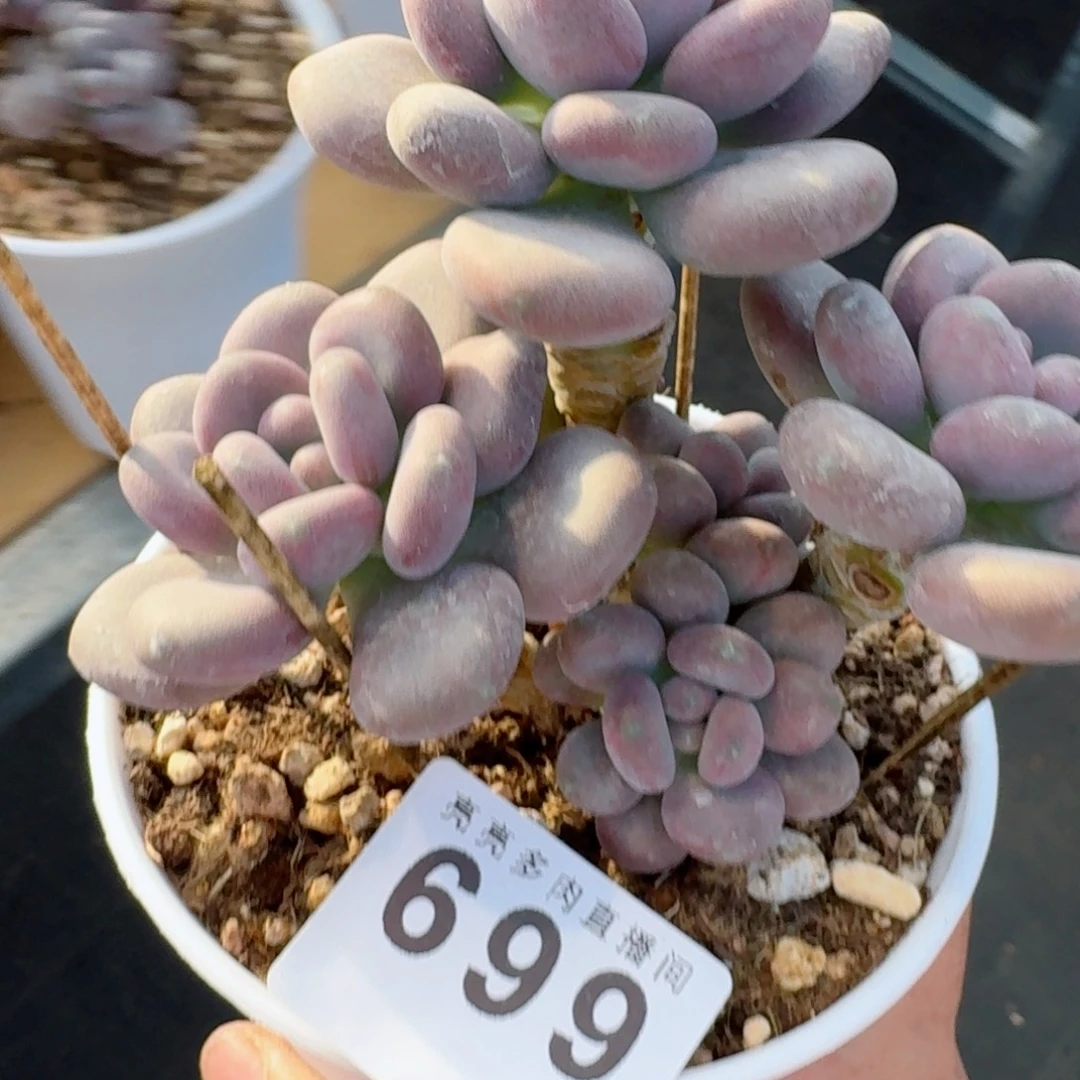 高****老桩奶酪      愿你一路坦途，乘风破浪展宏图