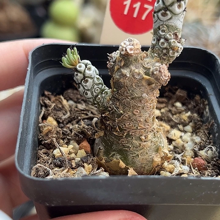 白象块根一棵仙人球
