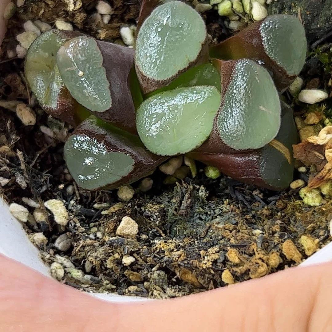 紫镜万象十二卷多肉植物