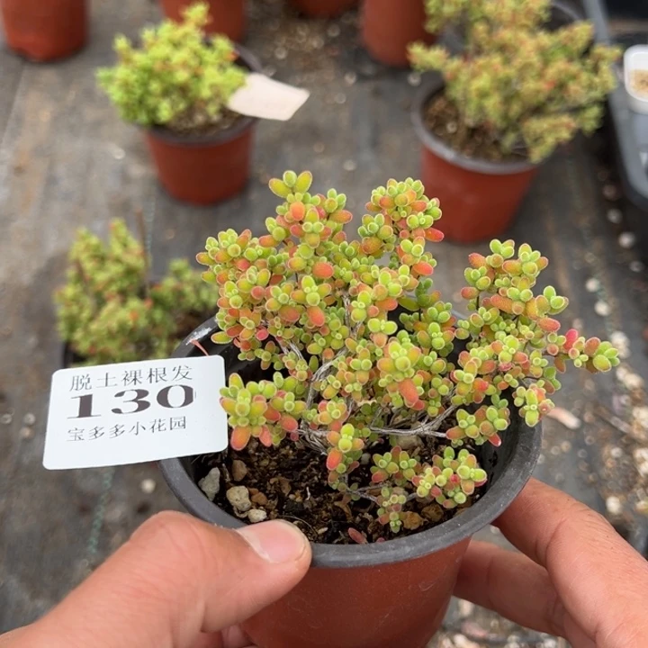 蜜橘糖球一颗量拍多肉满20包邮下午发