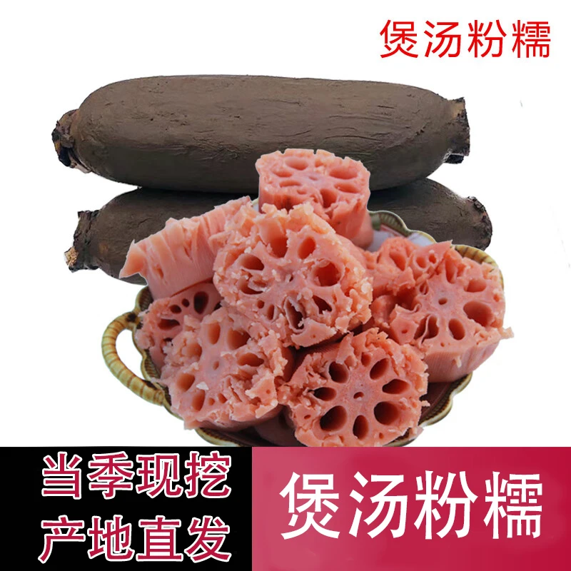 新鲜煲汤粉藕带泥 湖北正宗煲汤粉藕现挖现发 带泥发货